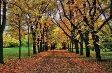 Forest in Leipzig