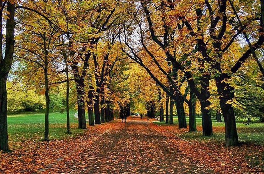 Forest in Leipzig